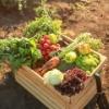 Vegetables Vegetables