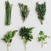 Herbs Herbs