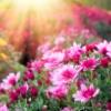Perennials Perennials