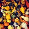 Gourds