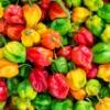 Peppers Peppers
